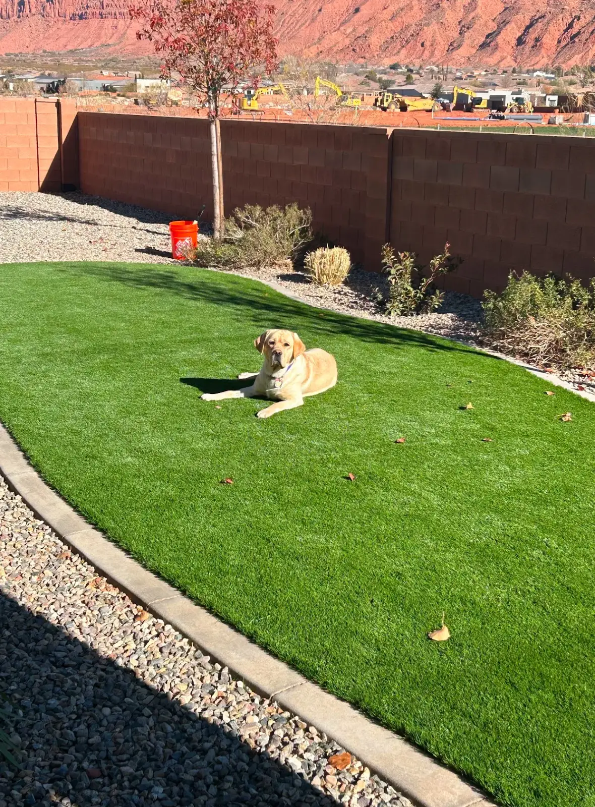 Dog relaxing on a backyard turf lawn